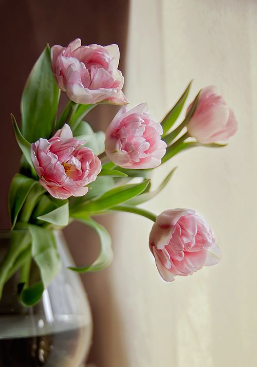 7 flores parecidas a las peonias  😍 6