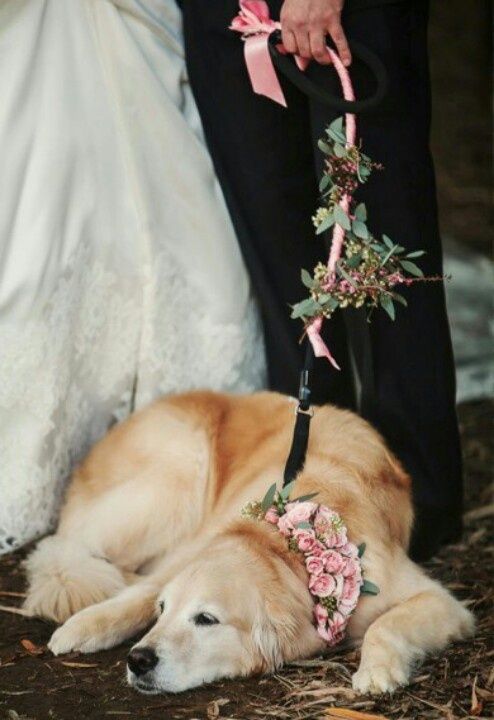 Perro-en-boda