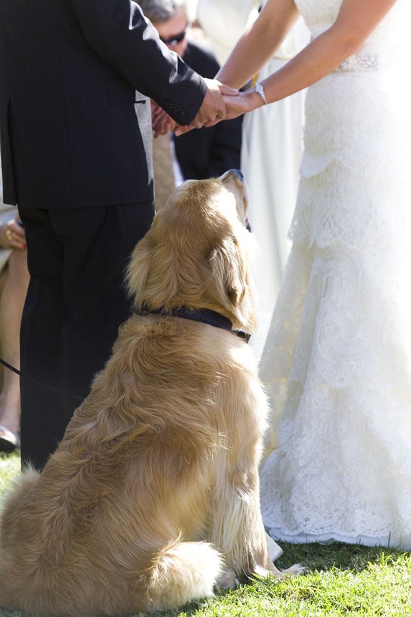 Perro-en-boda|