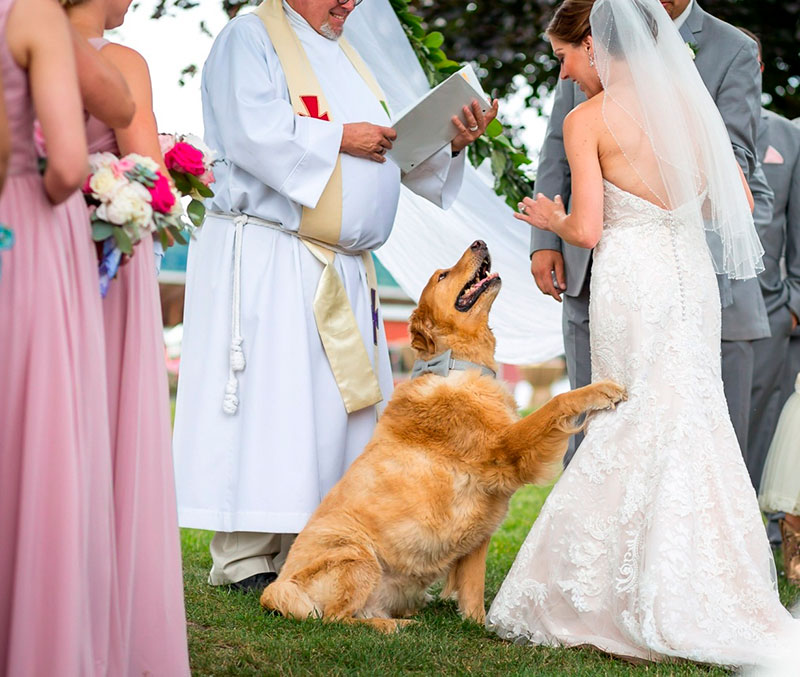 mascotas en la boda 