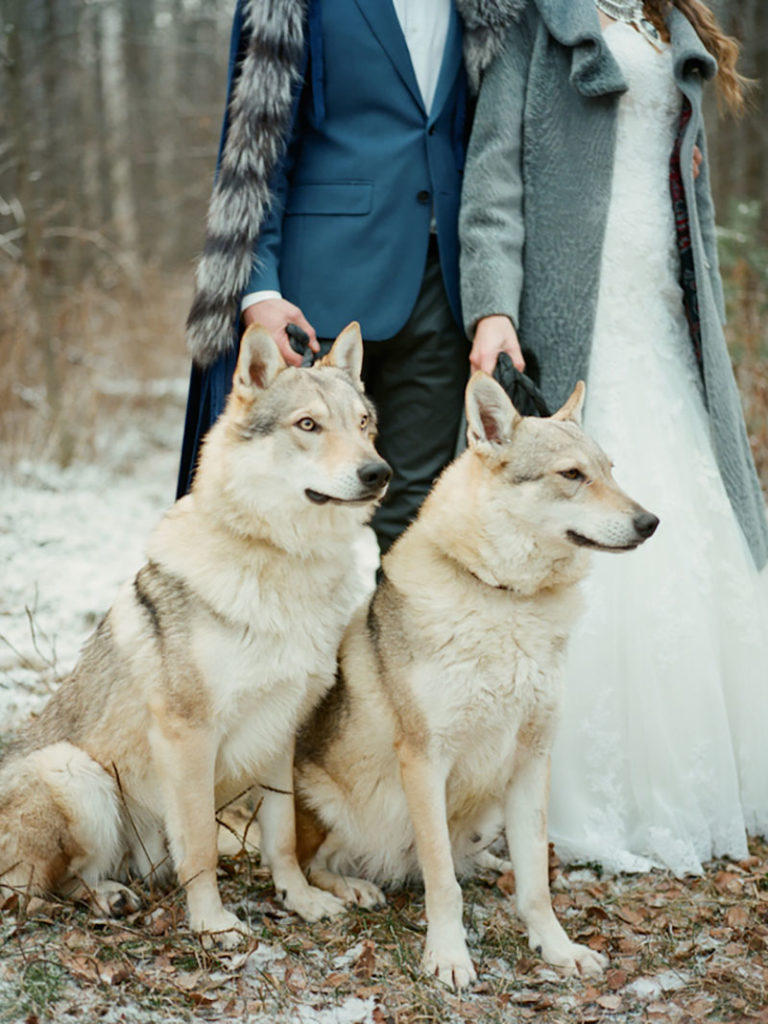 Lobos Huargo o Huskies en una boda inspirada en Game of Thrones.