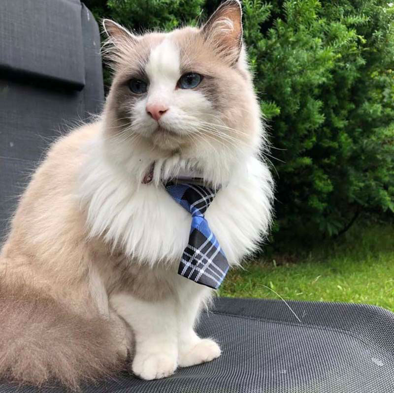 Gato con corbata.