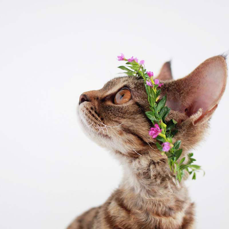 Gatito con corona de flores.