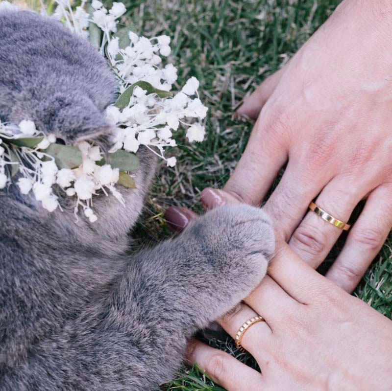 Gatito con corona de flores y argollas de matrimonio.