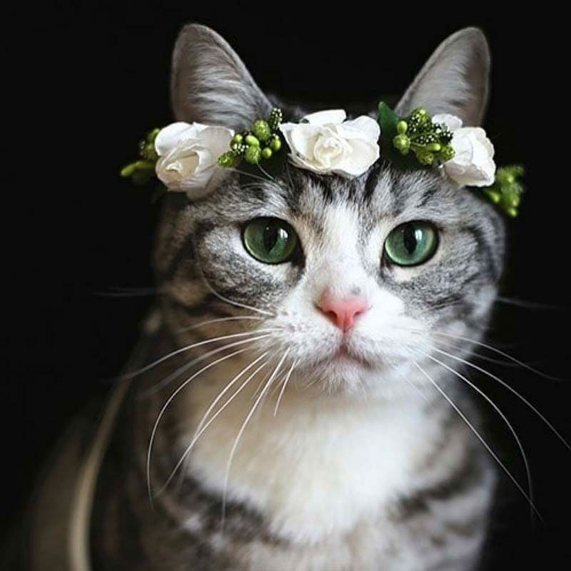 Gatito de honor con corona de flores.