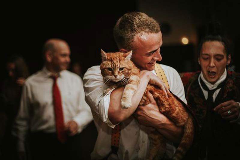 Cómo incluir a tu gato en la boda: gato de honor.