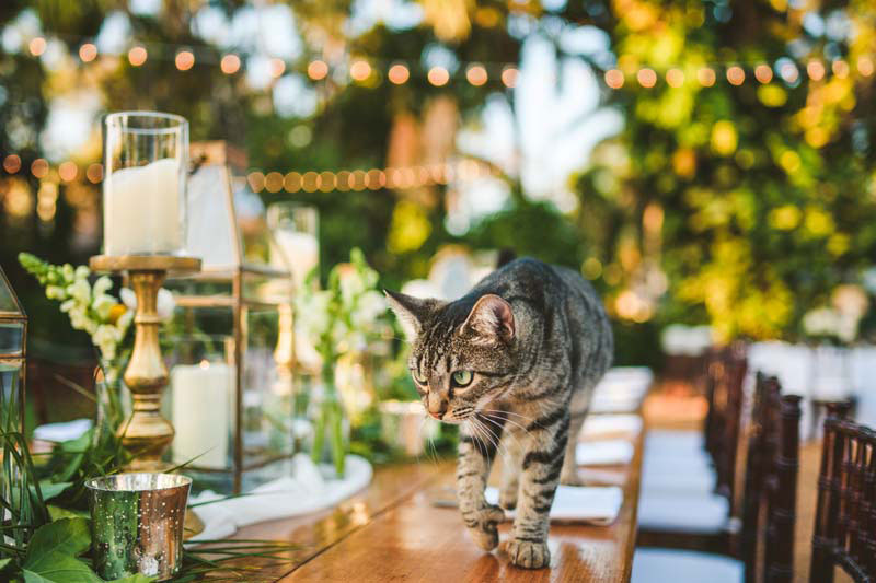 Cómo incluir a tu gato en la boda: fotos maravillosas.