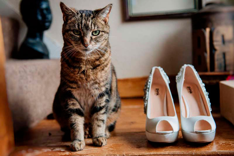 Gatito con zapatos de novia.