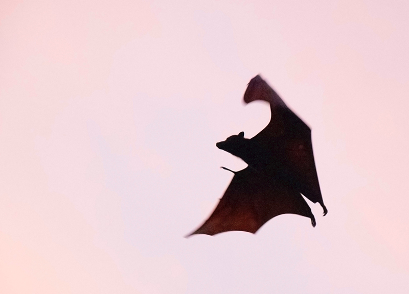 Los murciélagos no son los culpables