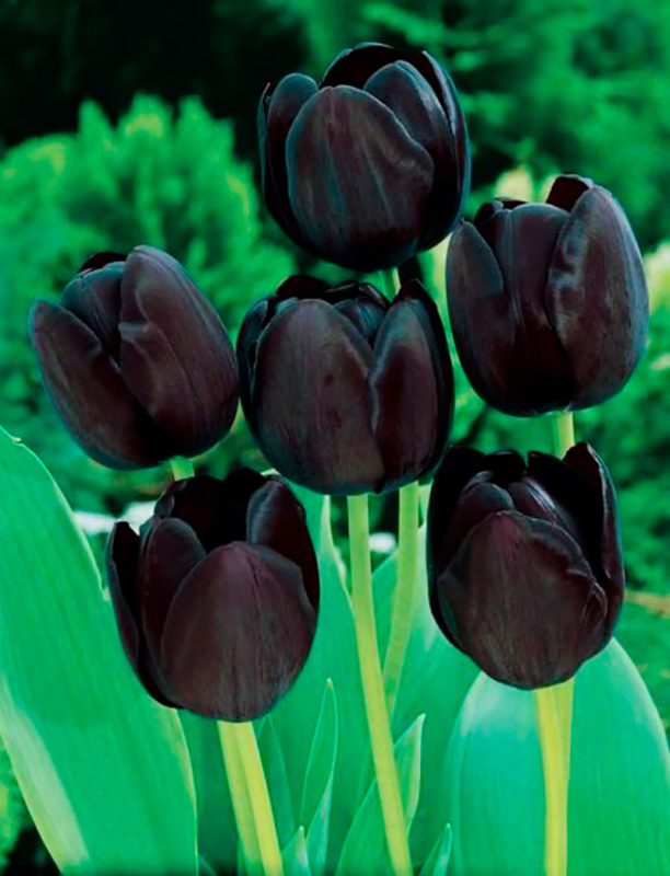 Flores negras para tu ramo de novia dark