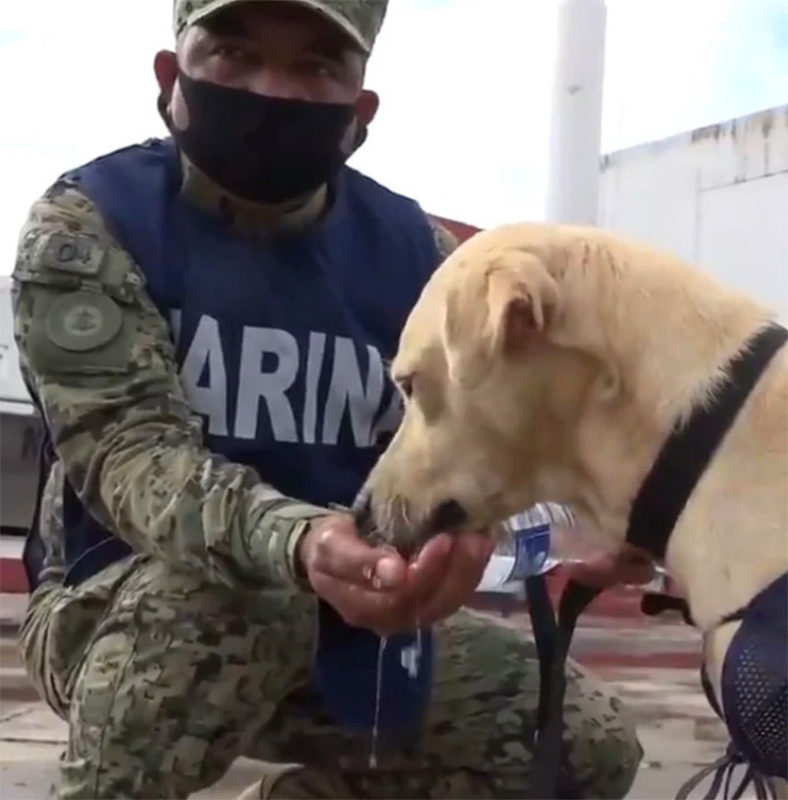 Perrito rescatado en Tabasco ya tiene dueño