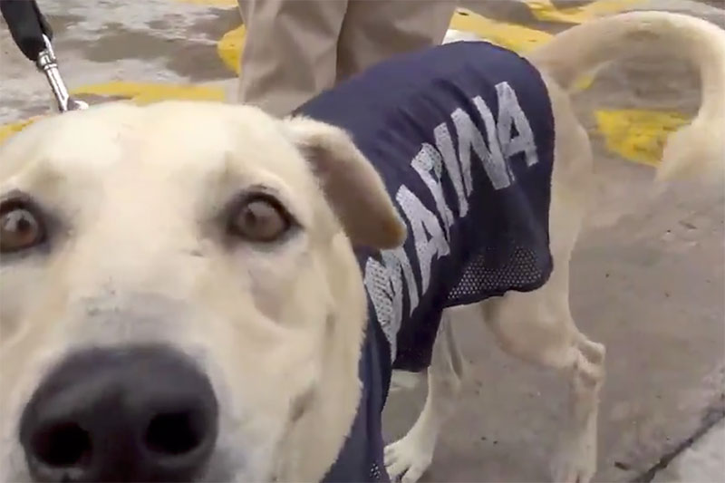 Perrito rescatado en Tabasco ya tiene dueño